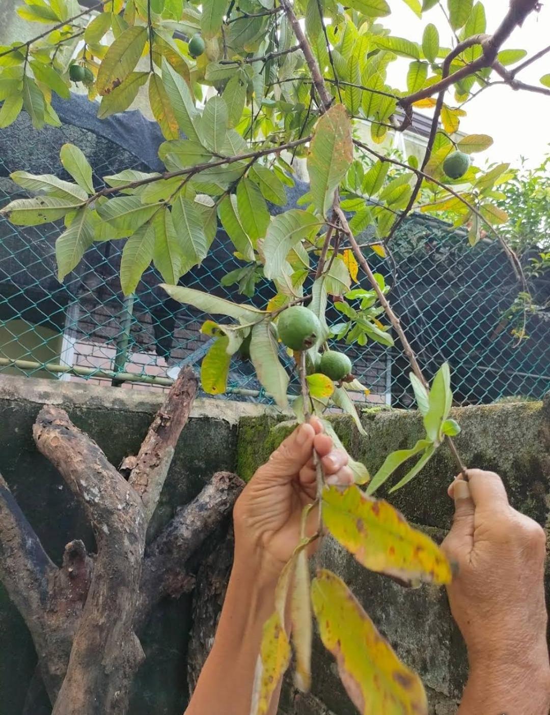Villa Chaya Hikkaduwa Bagian luar foto